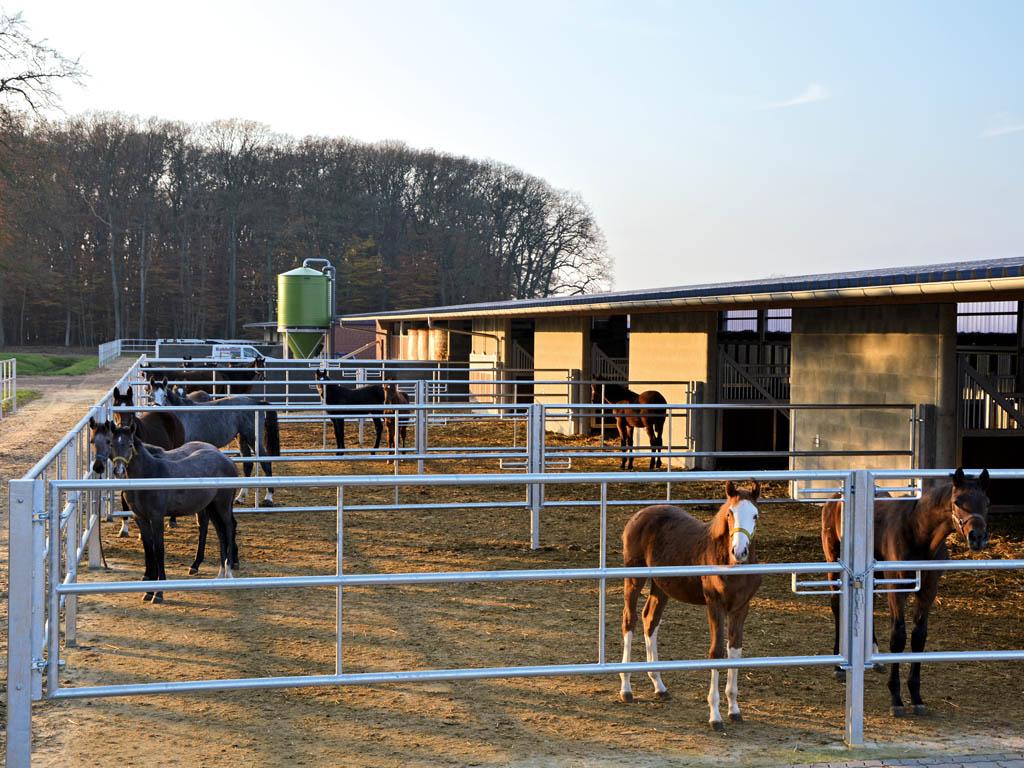 horse pferdesportsysteme offenstall 001 aktivstall mit paddock und futtermittelsilo