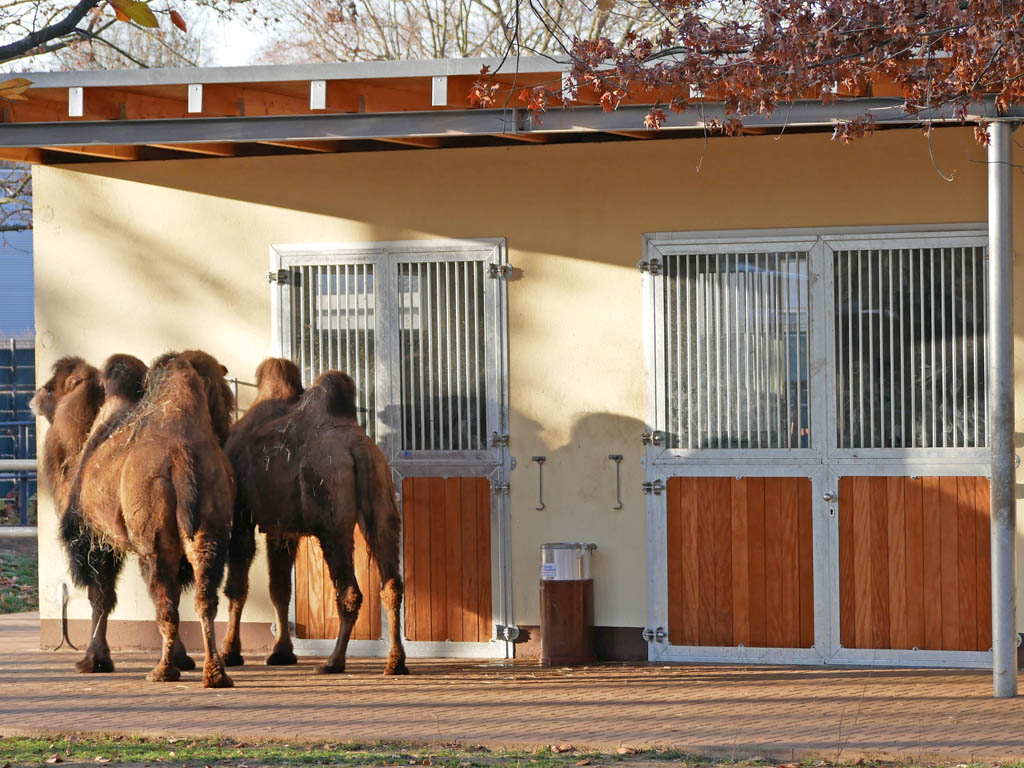 horse pferdesportsysteme stalltore 012 feuerverzinkte tore im zoo