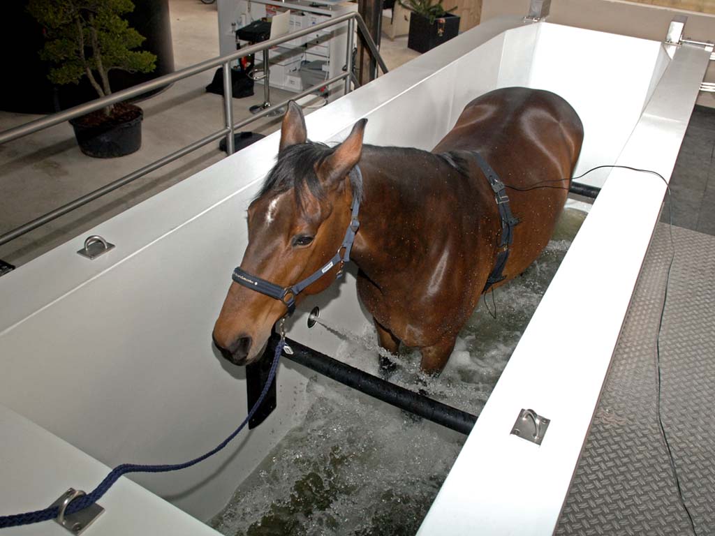 horse pferdesportsysteme aquatrainer 003 konditionstraining fuer pferde