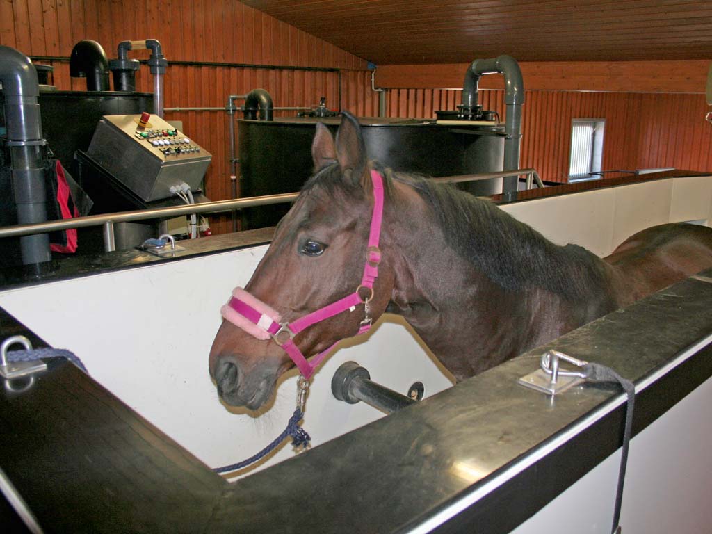 horse pferdesportsysteme aquatrainer 008 trainingsunterstuetzung fuer pferde